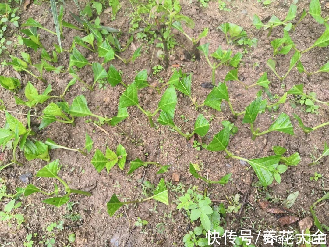 冬天扦插,最简单的方法学起来,这6种花都能生根