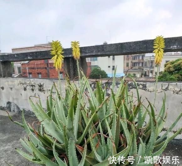 浇水|10年芦荟老桩,做成盆景超级好看,观赏价值特别高