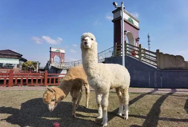 地方|金山这个地方到底有啥魅力？竟能吸引越来越多的市区游客