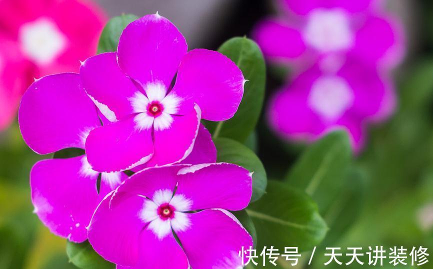 天天开花的长春花要如何养才能花繁叶茂，日日开花