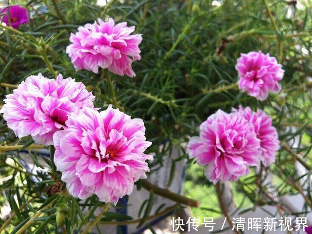 扦插|种了太阳花,试试扦插,一棵种出30棵,一盆开花几十朵,美极了!