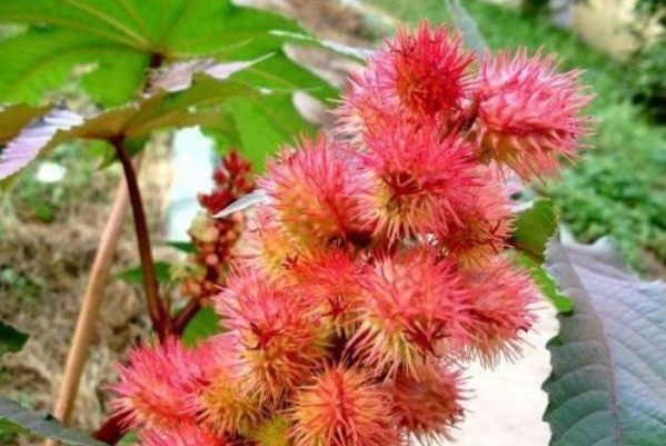 作物|农村一种野草身上有刺,不受农民待见,现在药用价值高,能治痔疮