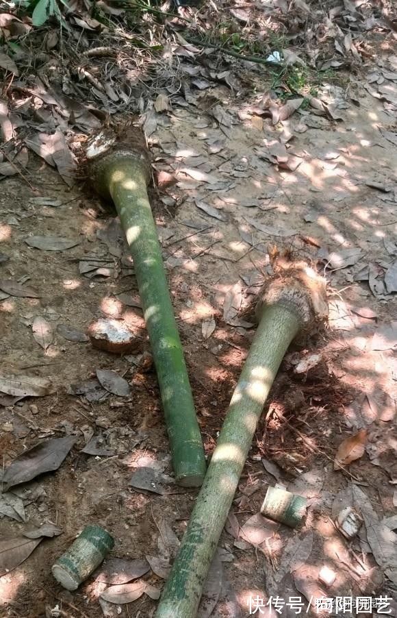 幸福树|发财树养不好,叶子发黄,问题在于发财树本身,揭秘发财树