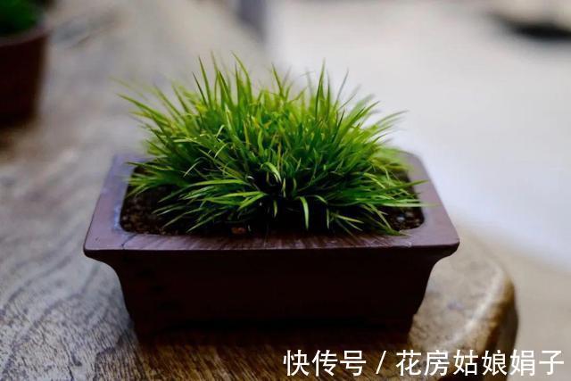 它位列“花草四雅”，耐阴能力强，室内光照不好也能养好