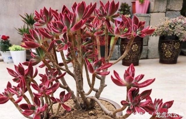 好处|养好多肉植物这些必浇水不能少,间歇水好处最多