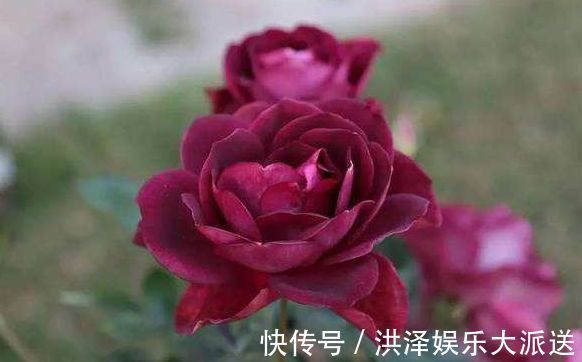 盆栽|喜欢养菊不如养盆“葡萄冰山”,株型饱满,花大色艳,适合盆栽养