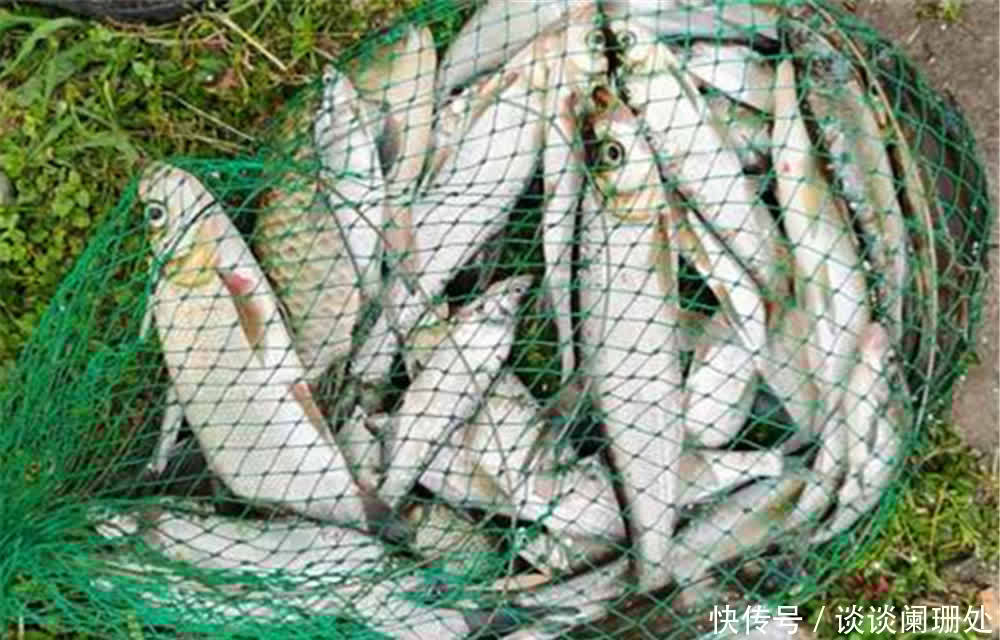 芦苇丛|真正的万能钓饵是虾,不是蚯蚓!野钓用虾作饵,有出奇制胜之功效