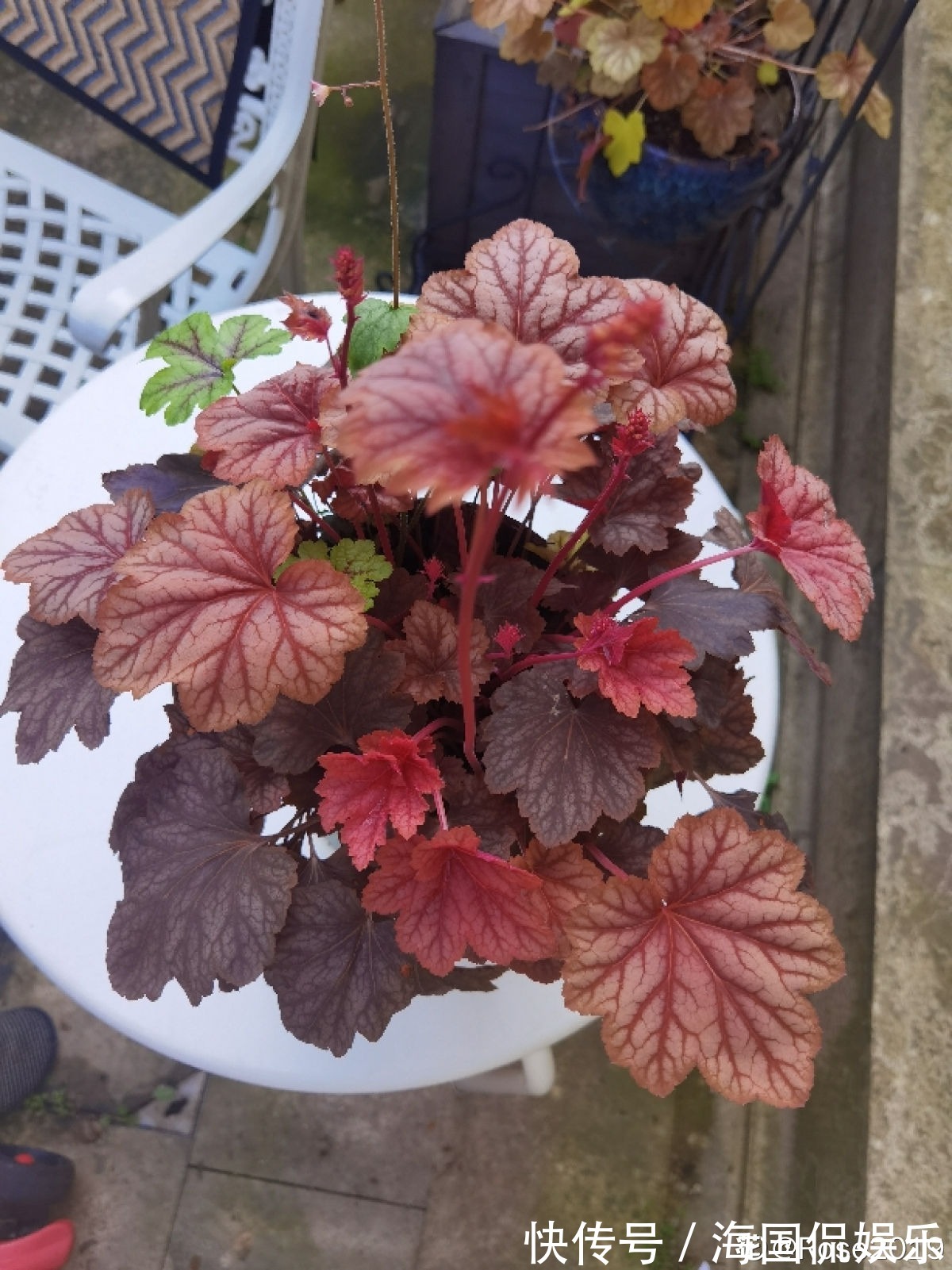 花花|家里光不好,就养10种耐阴绿植,叶子比花还要美