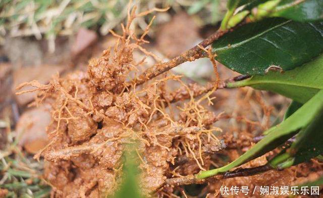 扦插月季、栀子花、三角梅,只用一个矿泉水瓶,插出满满大白根