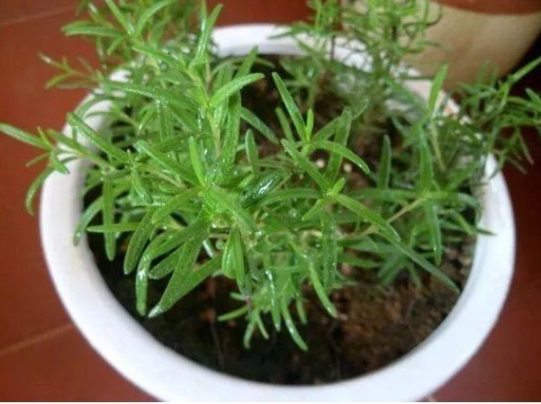 天竺葵|蚊子最讨厌4种“花”，家里养上一盆，蚊子不敢进门！你家有吗