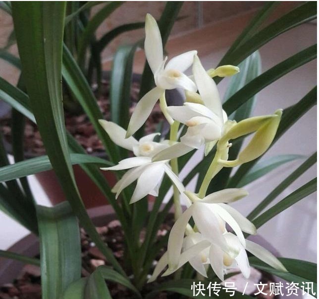 中药渣|以下“2种”药,对于养兰花的人来说,是不可多得的好“肥”