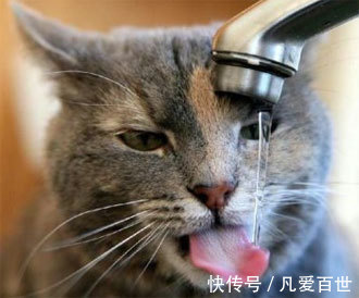 |搞笑动图:这狗牵出去一定霸气!