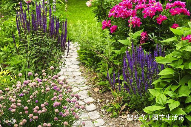 此花花期长较耐寒,秋冬想养花就养它,开花多不怕冷