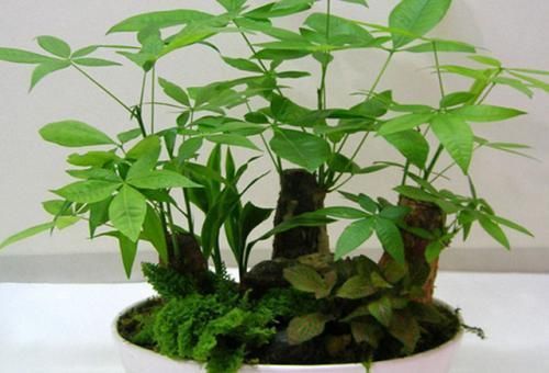 空气|家里别乱养花,要养就养这六种,旺宅招财还养人,空气好事事顺心