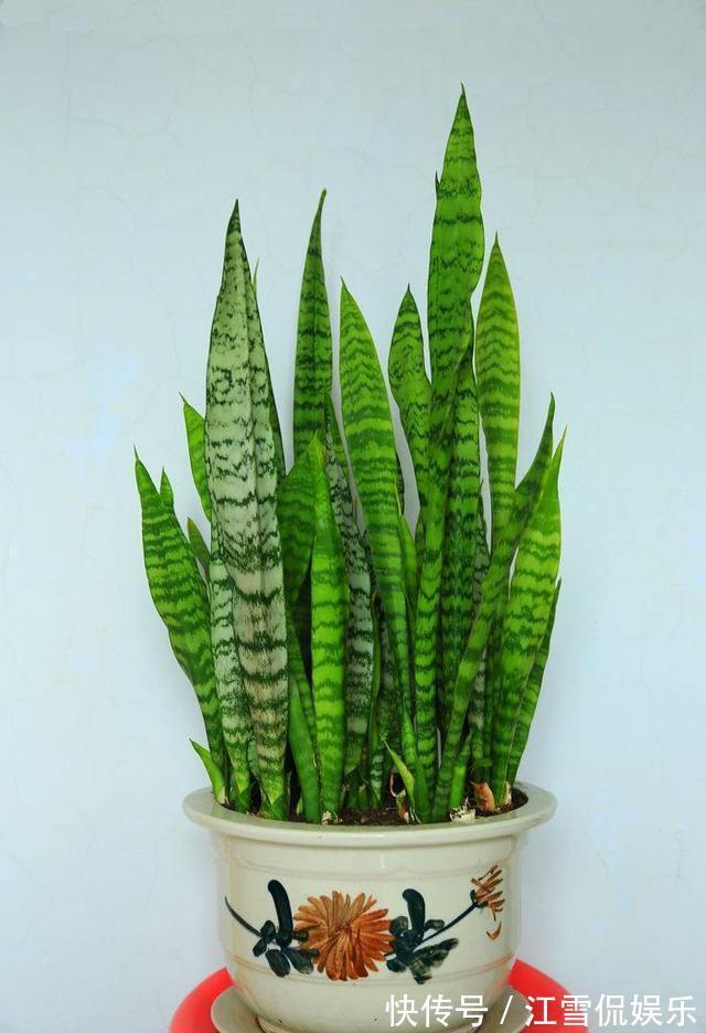 虎皮兰|虎皮兰“长得慢”扒开土喂点“出芽肥”,新芽就像“竹笋”