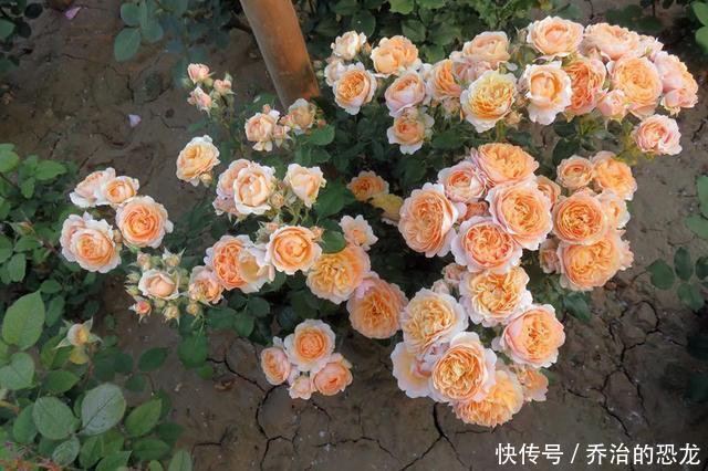 杏色|阳台养一株“杏色露台”,四季都有花看,赏花又闻香,种植也不难