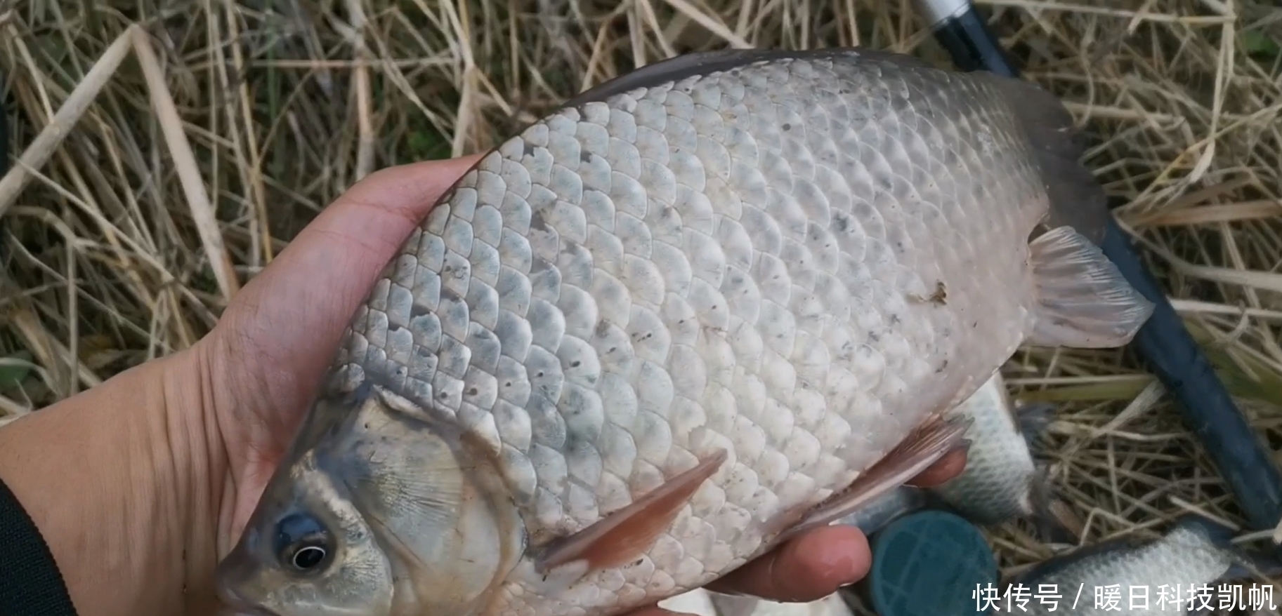 钓饵|这东西河边就有，钓鱼效果绝佳，蚯蚓或“地位不保”