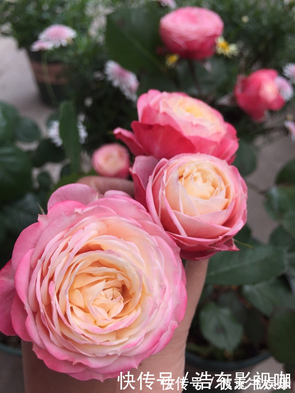 喜欢养花，不如养盆夏洛特夫人，十分亮丽显眼，美观动人