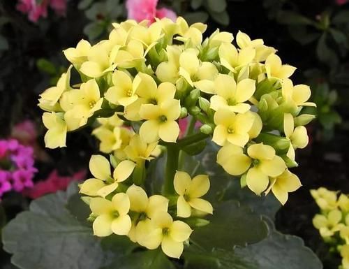 忌讳|养长寿花,将“4忌4喜”进行到底,爆盆开花只是分分钟的事情