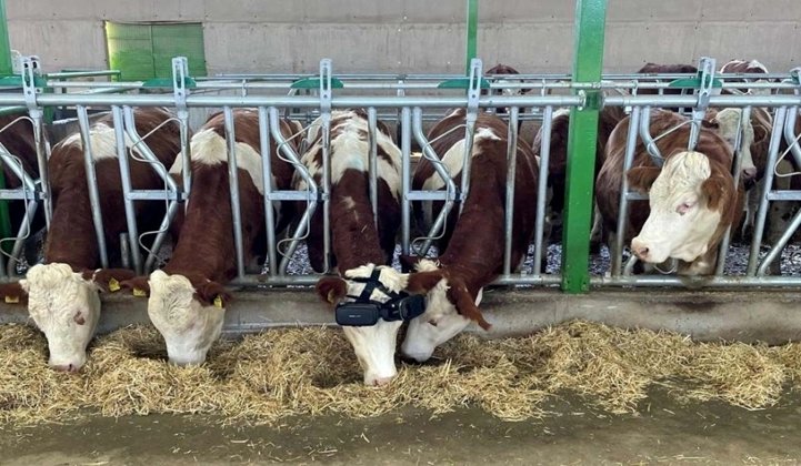 奶牛|土耳其的牛戴上VR眼镜，以为自己在草原，心情更好产奶更多