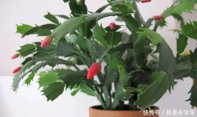 11种能在室内开大红色花朵的植物,养成盆栽后反而更好打理!