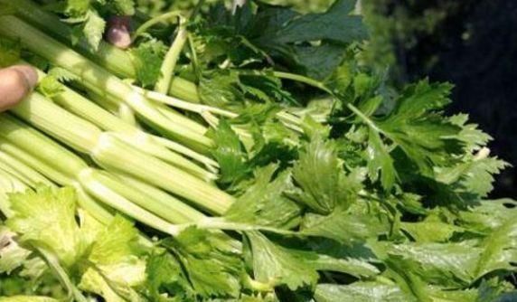 忠告|忠告:芹菜不能与此物同食,吃了就是没病找病,还有人傻傻不清楚
