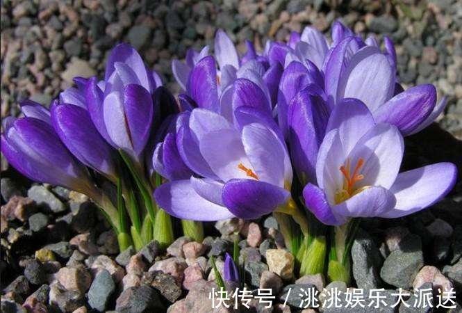 此花娇柔优雅,芳香四溢,是著名的珍贵中药材,代表着青春和祝福