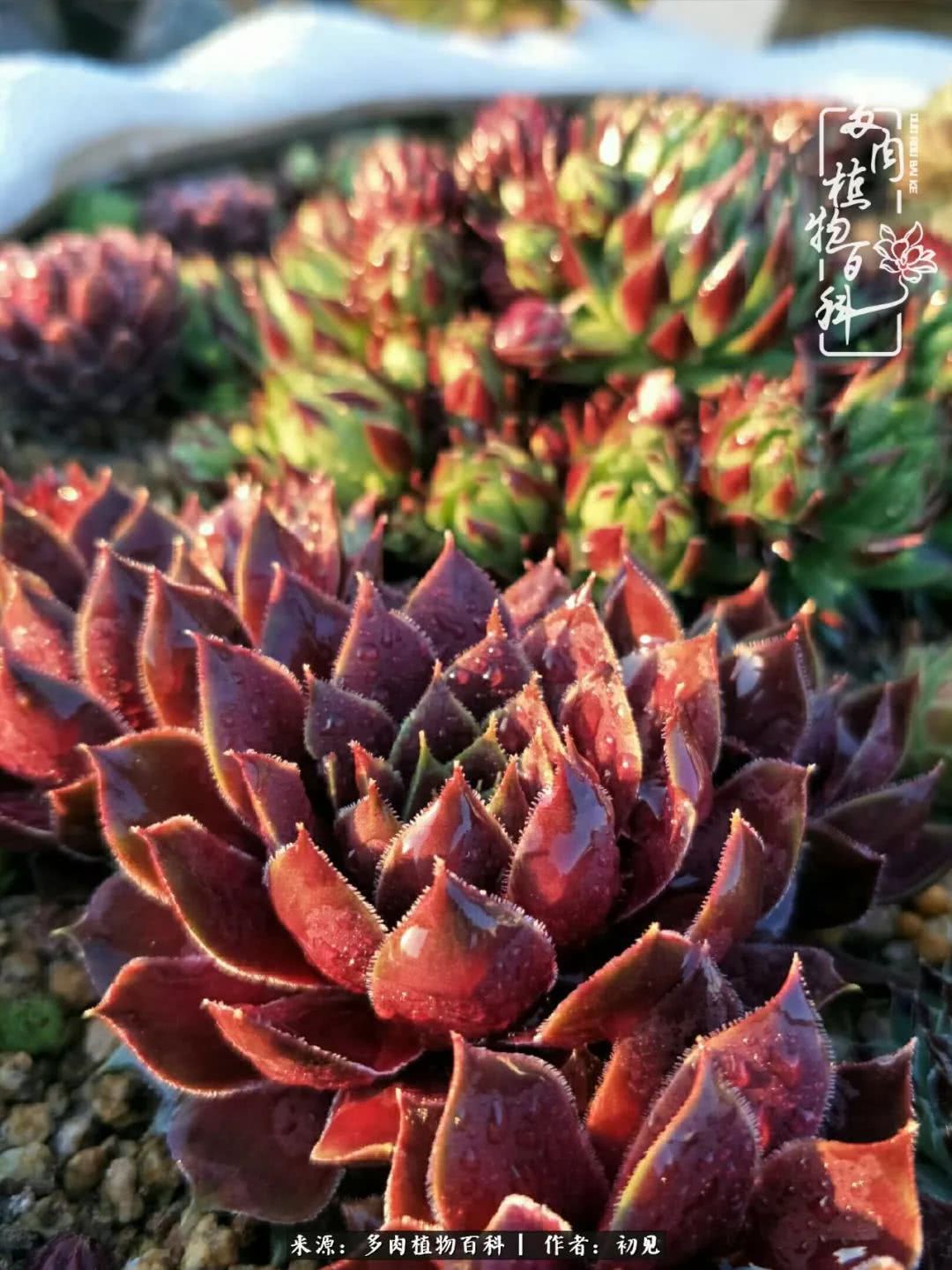 养多肉四周年，从初见到爱恋！幸福一直藏在浅薄的日子里！