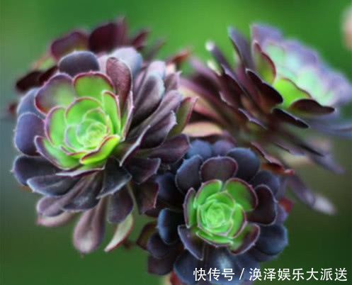 妙招|多肉黑法师夏季怎么养教你3个小妙招,炎炎夏日也能养好黑法师