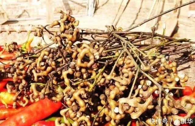 拐枣|我国“最怪”水果,比“甘蔗”甜,插土就活,你们吃过吗?