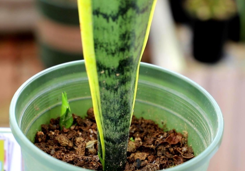 浇灌|天热养花补水，用这3样，枝叶干净油绿，根须健壮发达