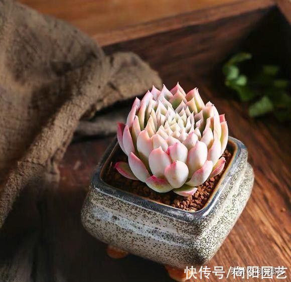 品种|买多肉要注意哪些问题？什么样的可以买？什么样的不可以买？