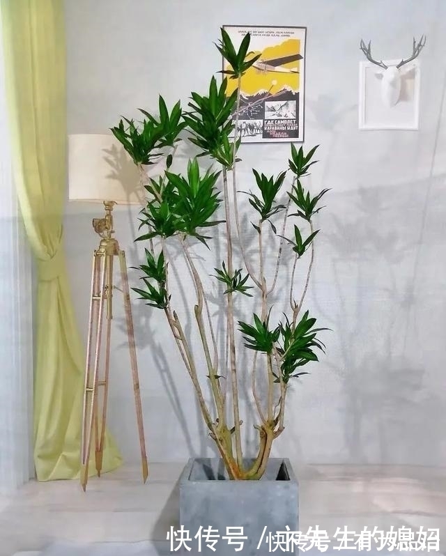 一种“吉祥竹”,清新典雅寓意好,家里养几盆,镇宅化煞保平安