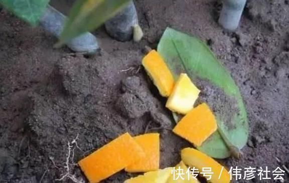 沤肥|吃剩的橘子皮先别扔,放盆里,花肥钱都省了,啥污染都没有!