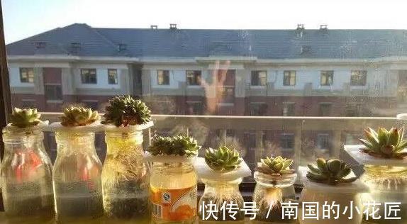 水池|多肉植物养不活,扔水池里3天,自己生根长叶,原来还能这么养