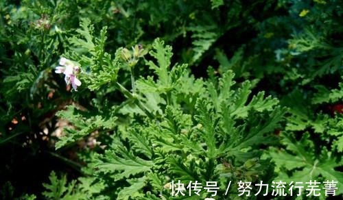 叶子|适合家中养的三种花卉，不仅好看还能防蚊虫，新手也可以轻松养活！