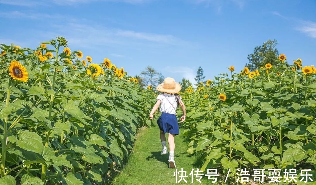 花海|今秋的向日葵花海迎来最佳观赏期，还有公园免费送花