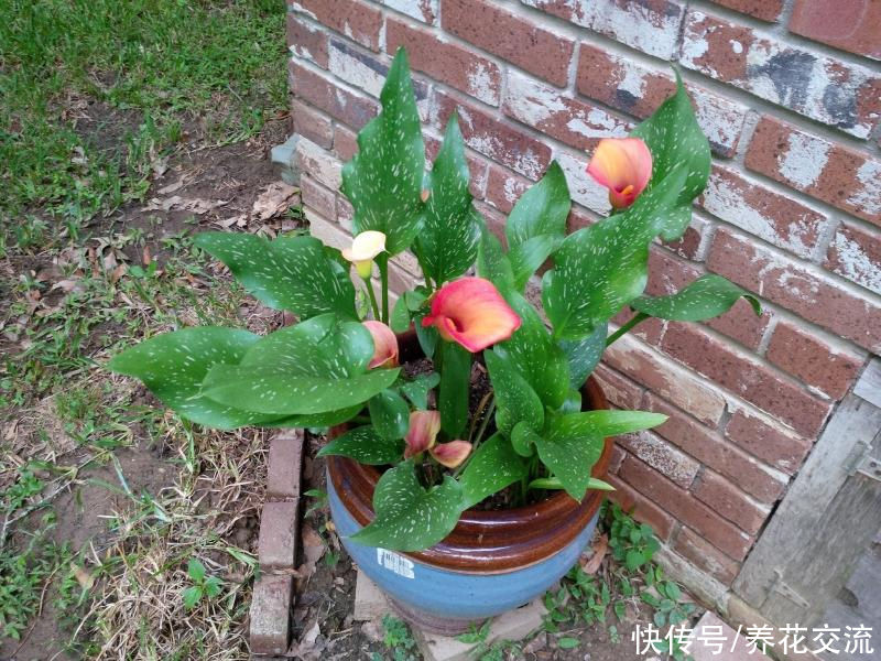  春节开花灿烂的盆栽彩色马蹄莲，花朵像假花，夏季就枯萎了