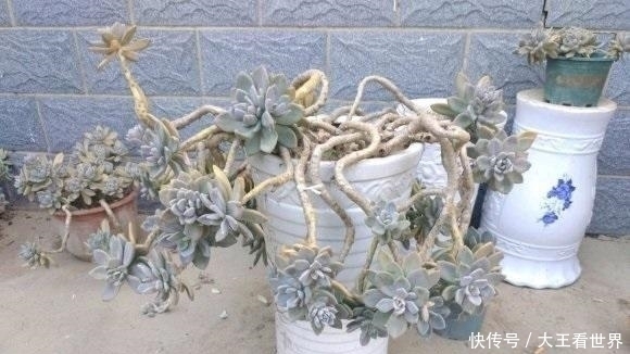 扛把子|养棵冬美人,多肉界的“扛把子”,一长一大片,嗖嗖长成悬崖桩