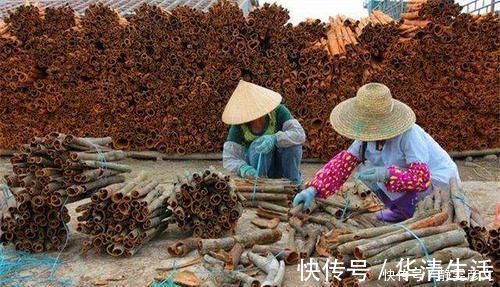 肉桂|这种神奇的树,它的果子没人吃,树皮能补肾一斤300很抢手