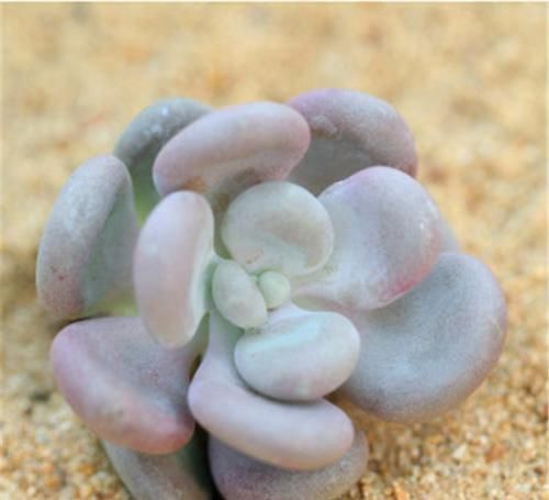 系列|多肉中的“美人系列”,这六种是代表,养护简单颜值高,适合新手