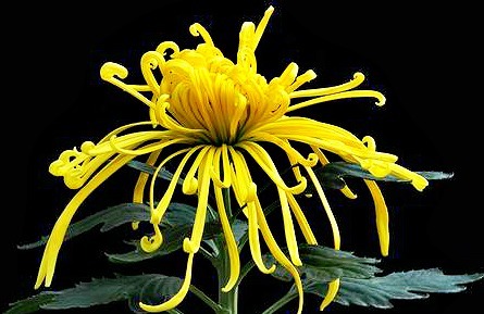 喜欢菊花,不如养盆“菊中珍品”唐宇秋秋,似黄鹤衔珠,妖娆多姿