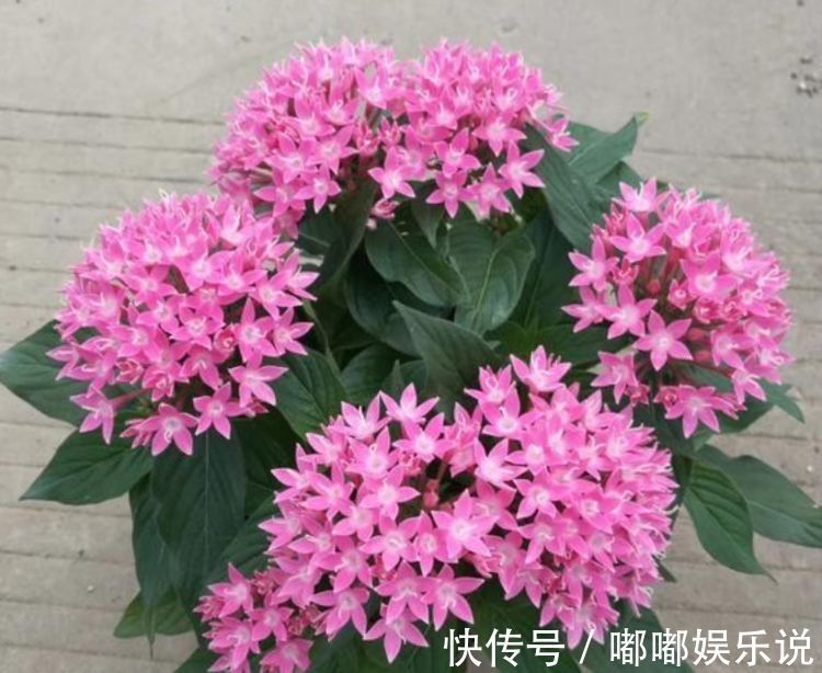 花卉|居家就养此款花卉，不闻不问，养家里，财运越来越好