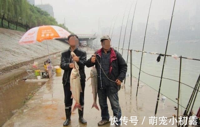 四大家鱼之一的鲢鱼,为什么不受老百姓待见,钓鱼人又如何对待?