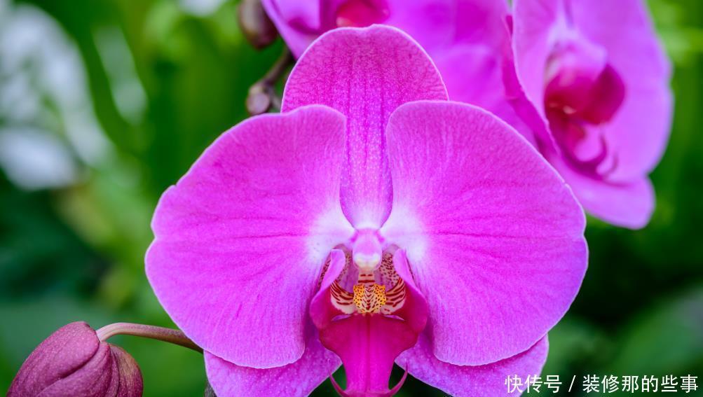 如何挑选年宵“花旦”蝴蝶兰?4个挑选小技巧,挑到高品质蝴蝶兰