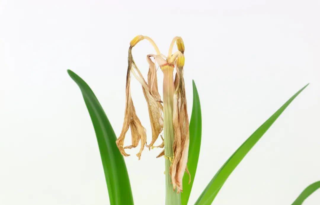 蝴蝶兰开花不是一次性,花后剪一剪,还能继续开花