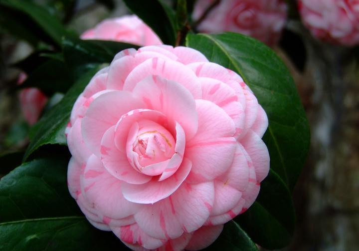 花期|现在养茶花,要学会拒绝,才能更好地生长,入秋就满头花苞