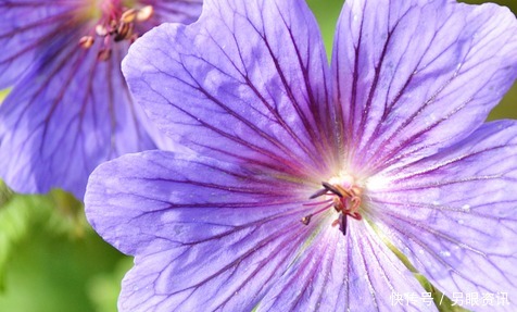 冬天最适合养的三种花,既好看又好养,越冷越能花开爆满盆