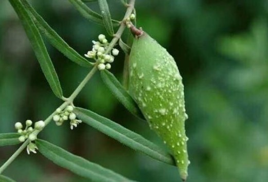 采摘|乡下一种不起眼的野草,竟是中医界的“珍宝”,遇到就采摘回家吧