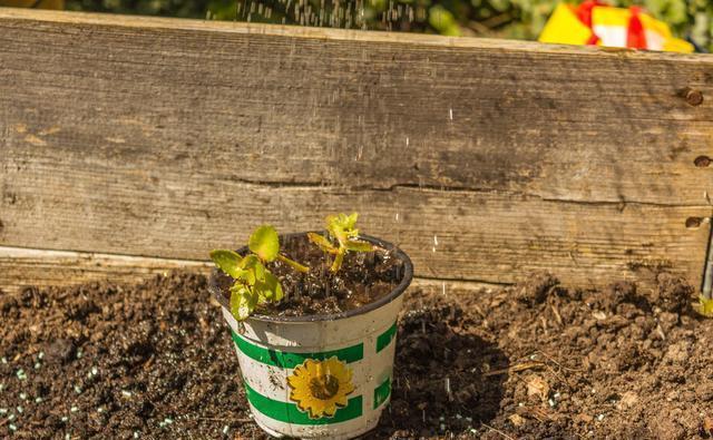 皮壳|养花的旧土要变成养分丰富的新土,要分成2步来走,掺进去3样东西